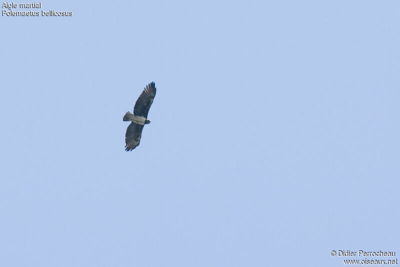 Martial Eagle, Flight