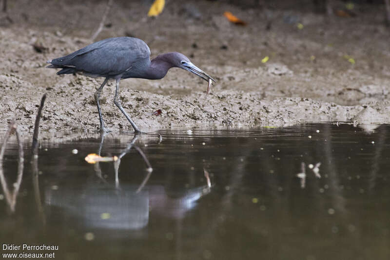 Aigrette bleueadulte, pêche/chasse