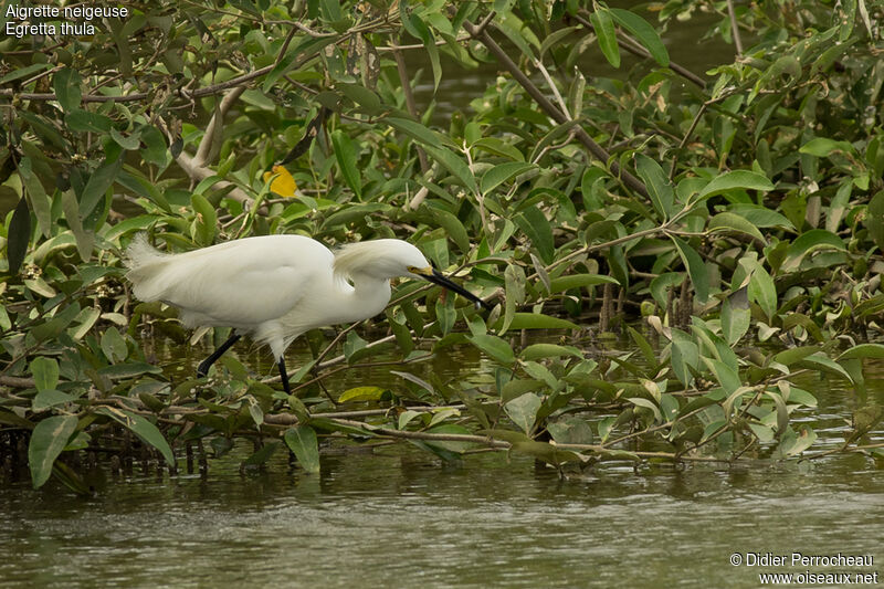 Aigrette neigeuse