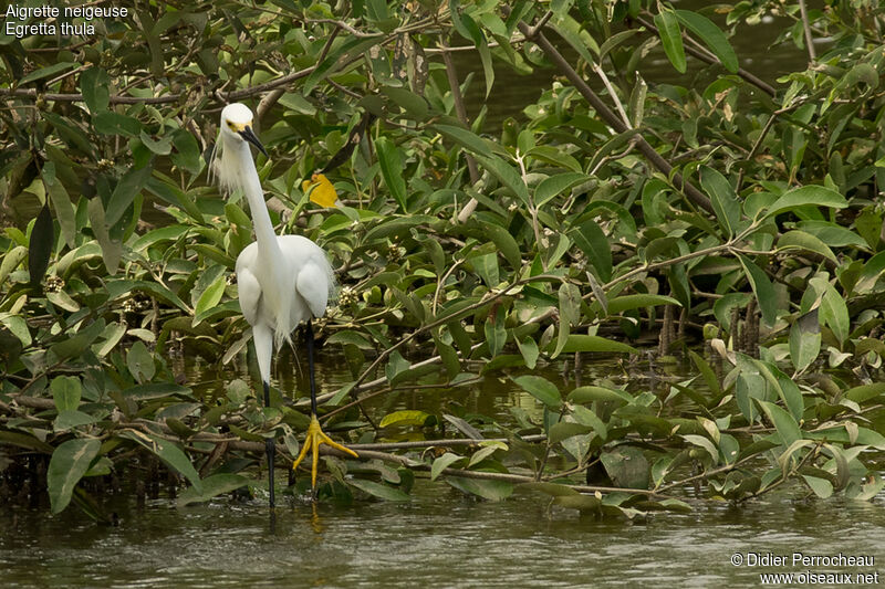 Aigrette neigeuse