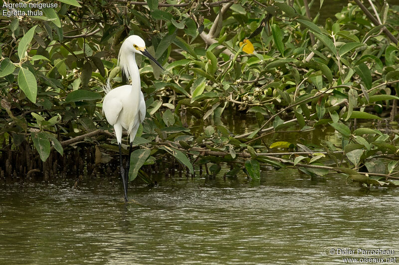 Aigrette neigeuse