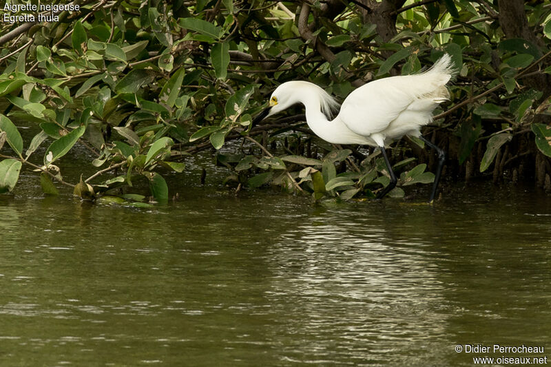 Aigrette neigeuse