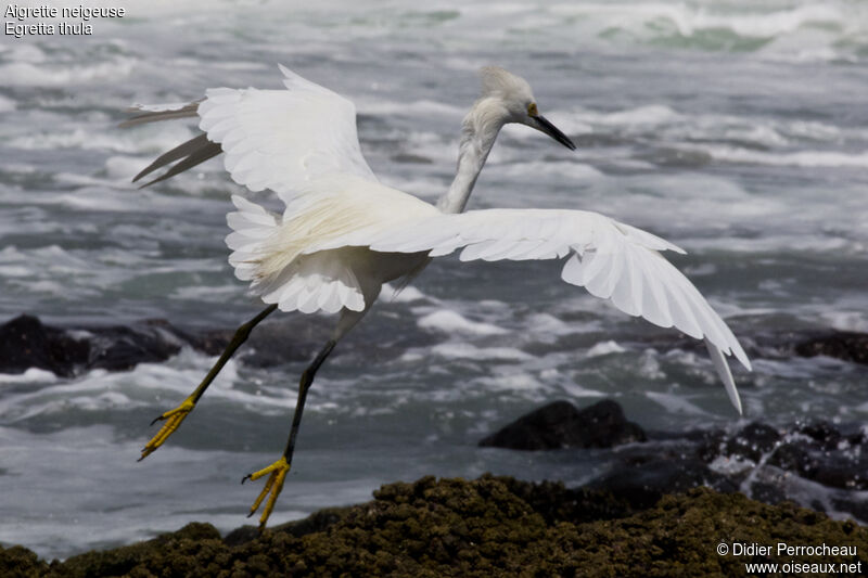 Aigrette neigeuse