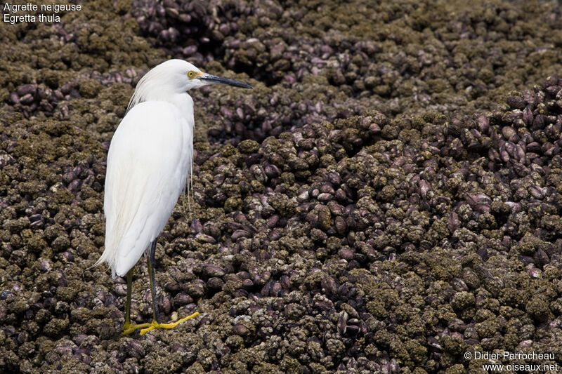 Aigrette neigeuse