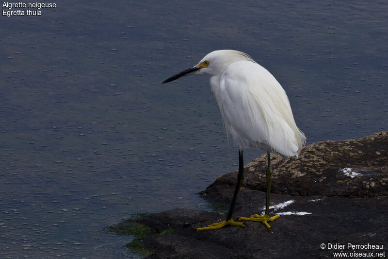 Aigrette neigeuse