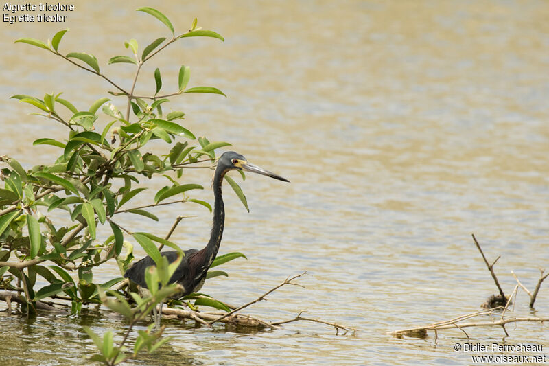 Aigrette tricolore