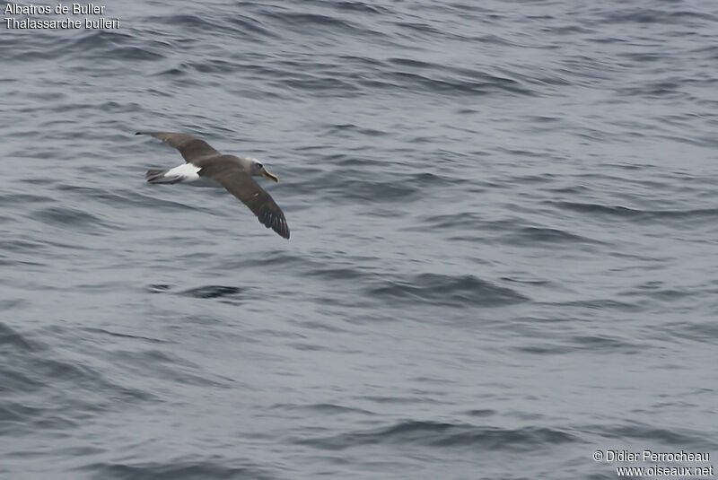 Albatros de Buller, Vol