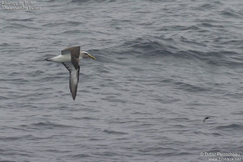 Albatros de Bulleradulte, Vol