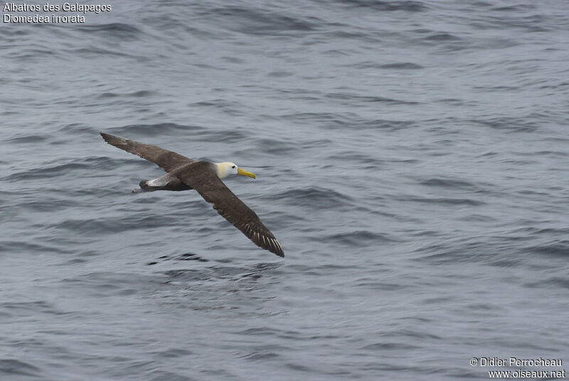 Albatros des Galapagos, Vol