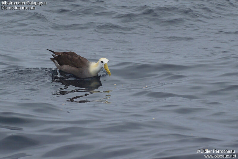 Waved Albatross