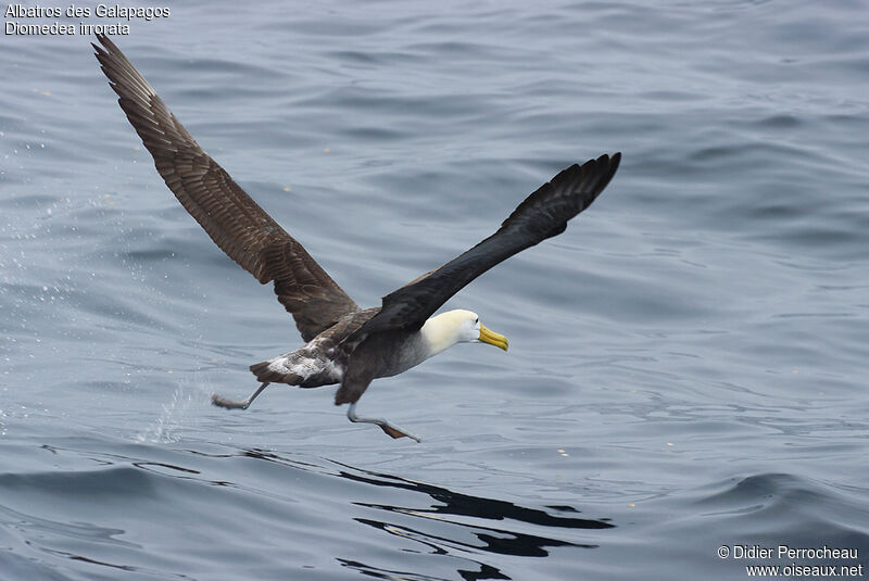 Albatros des Galapagos, Vol