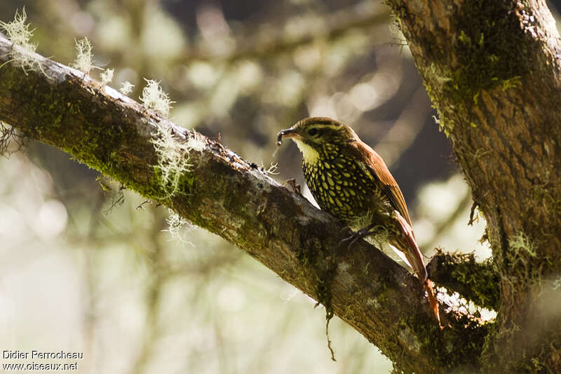 Pearled Treerunneradult, eats