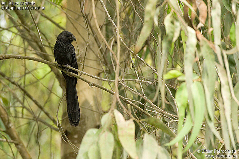 Groove-billed Ani