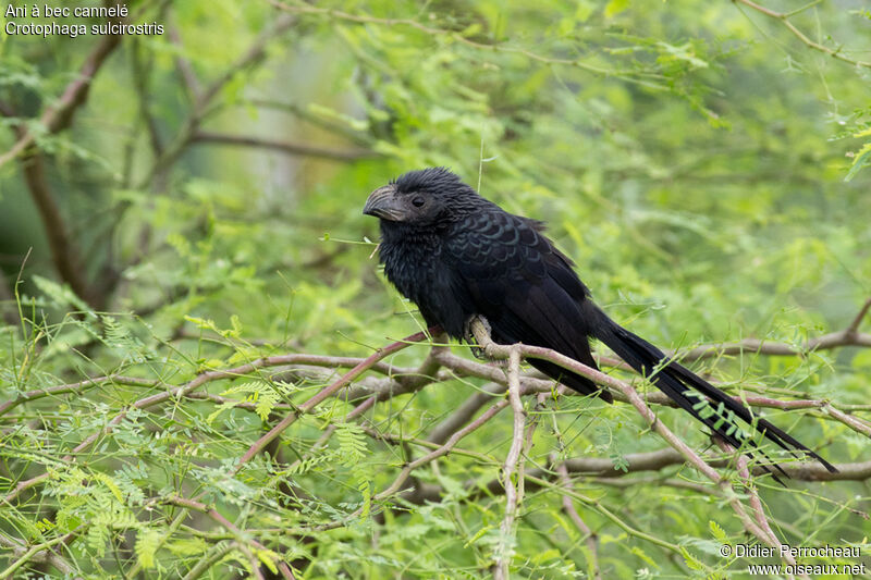 Groove-billed Ani