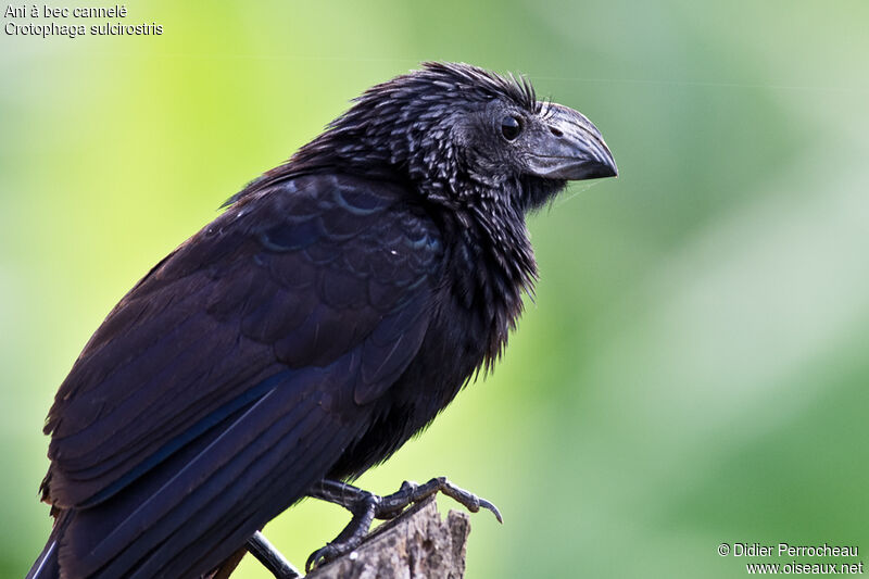 Groove-billed Ani