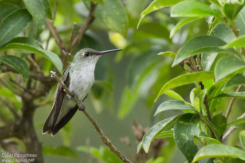 Ariane à ventre blancadulte, habitat, pigmentation