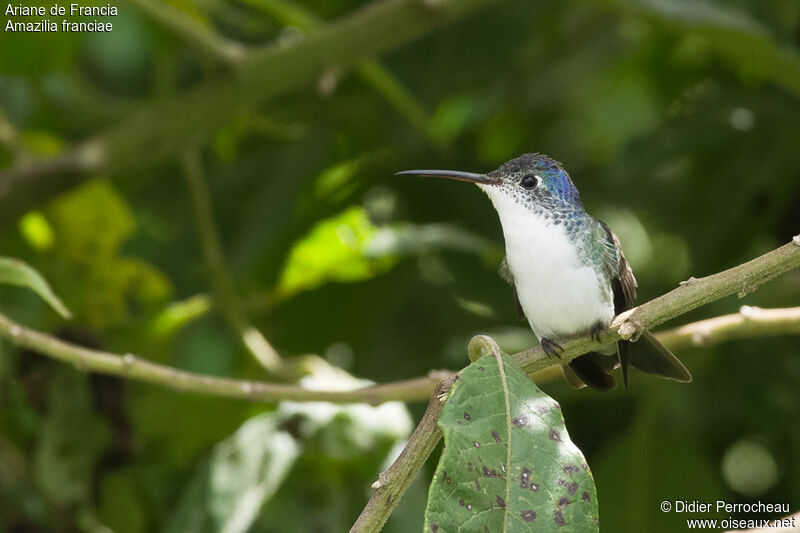 Andean Emerald