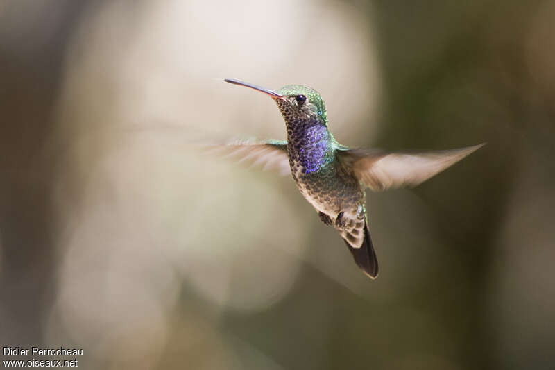 Sapphire-spangled Emerald, pigmentation, Flight