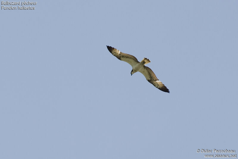 Osprey