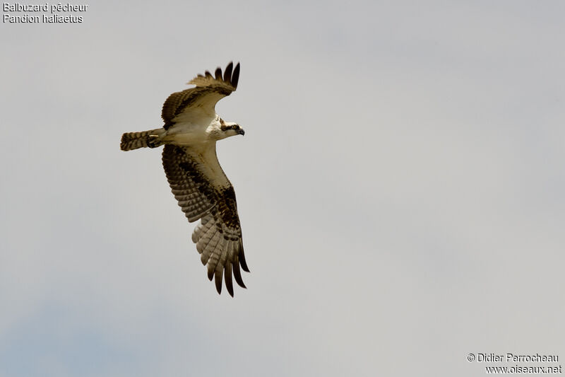 Osprey