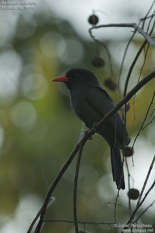 Barbacou unicoloreadulte, identification