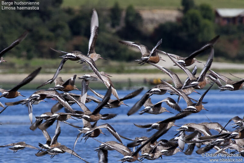 Hudsonian Godwit