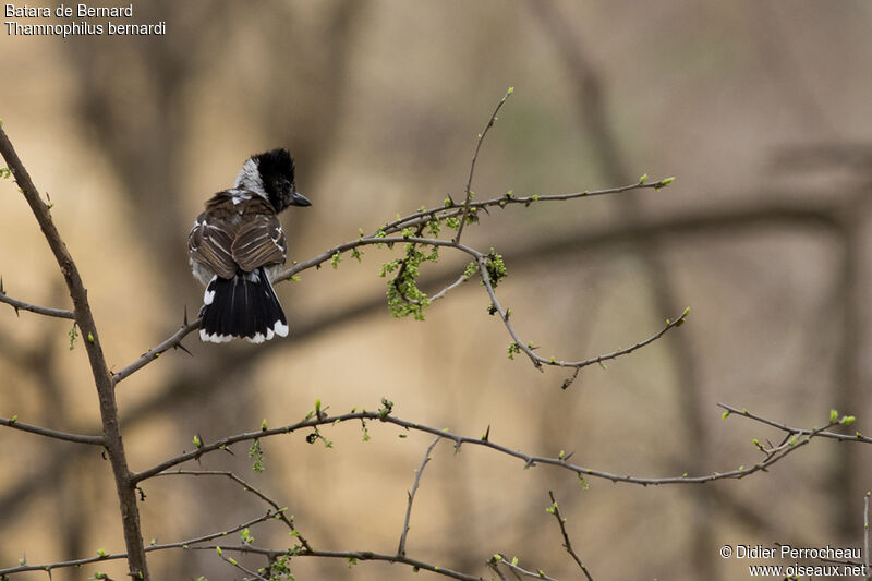 Collared Antshrike