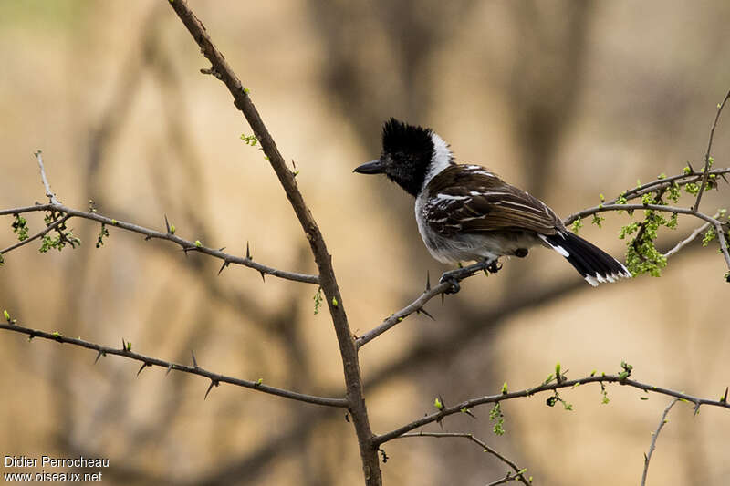 Collared Antshrike male adult