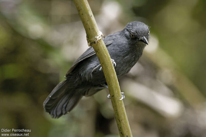 Uniform Antshrike male adult