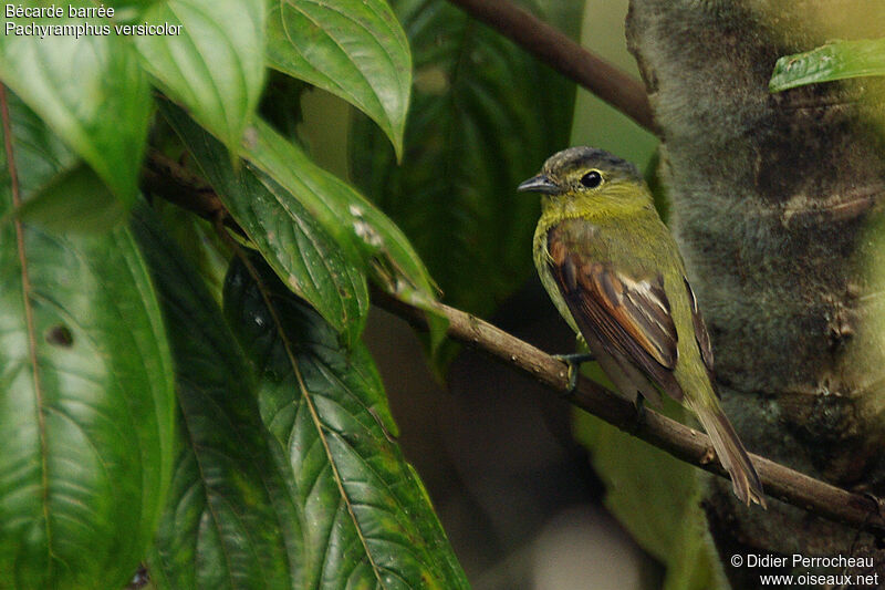 Bécarde barrée femelle adulte, identification