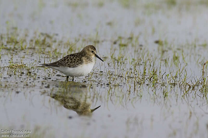 Baird's SandpiperFirst year, identification