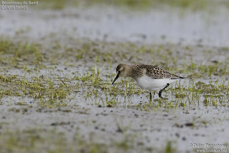 Baird's Sandpiper, identification