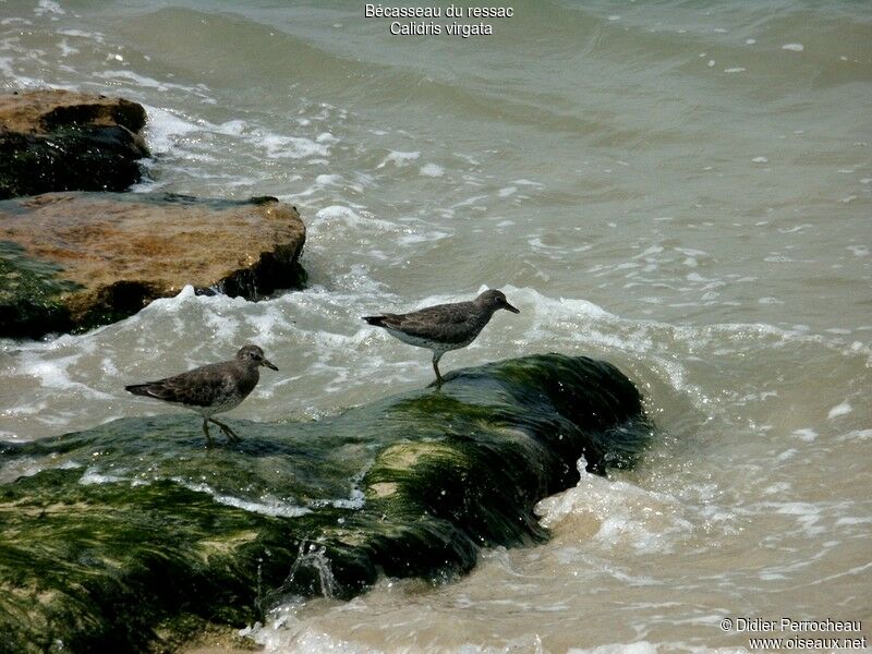 Surfbird