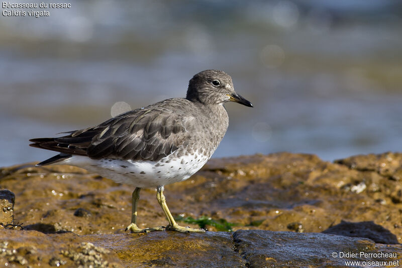 Surfbird