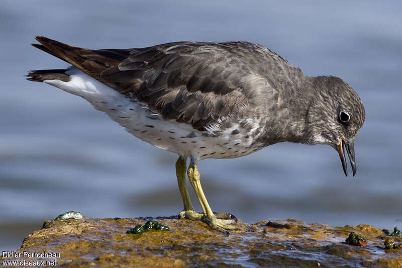 Surfbirdadult, aspect