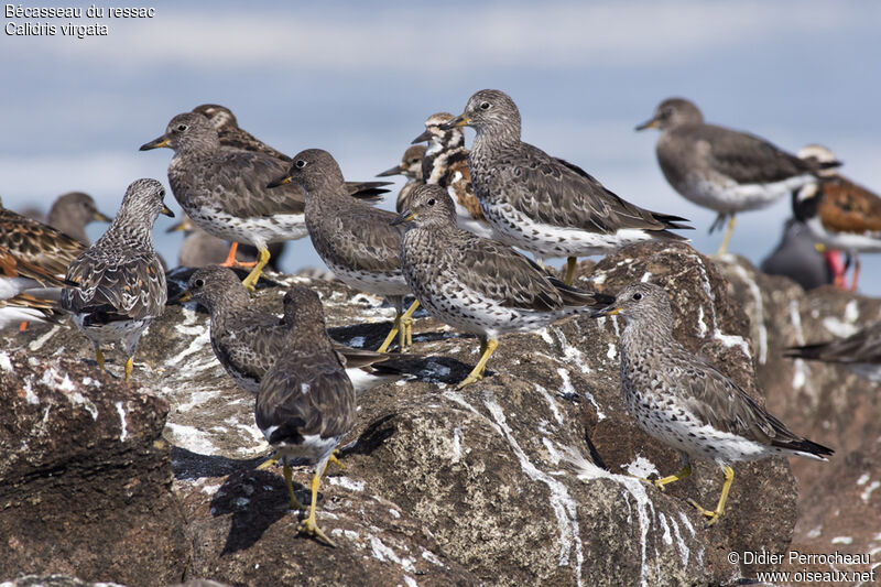 Surfbird