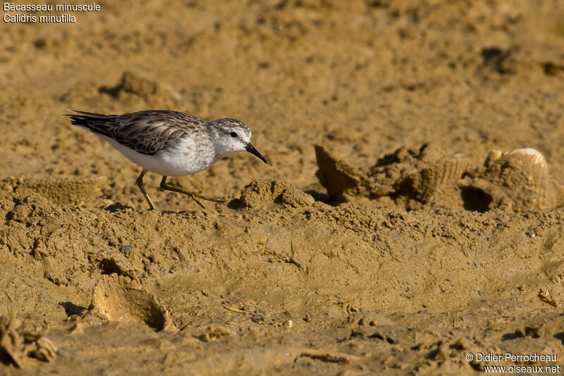 Least Sandpiper