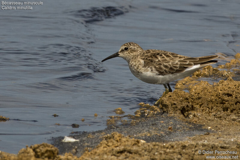 Least Sandpiper