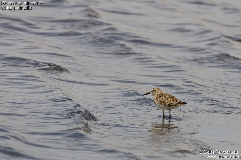 Least Sandpiper