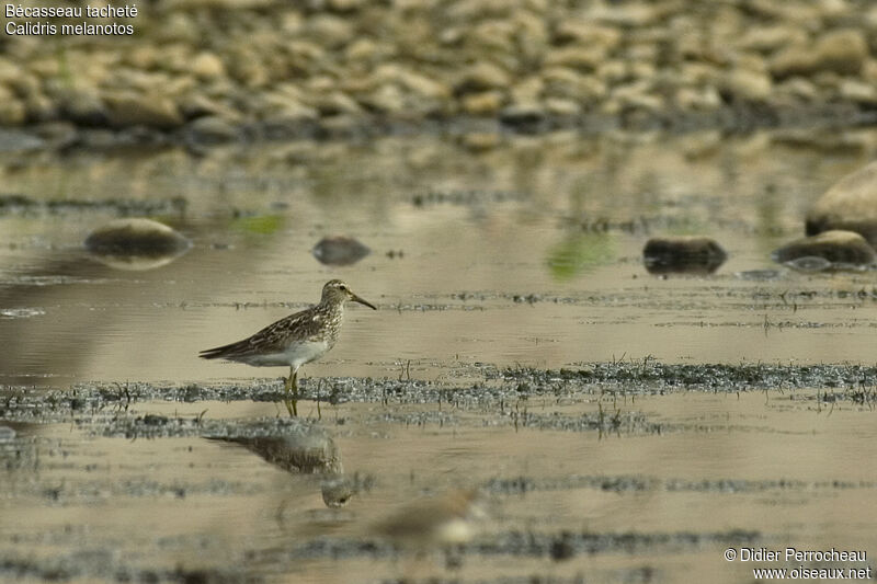 Pectoral Sandpiper