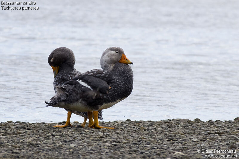 Fuegian Steamer Duck