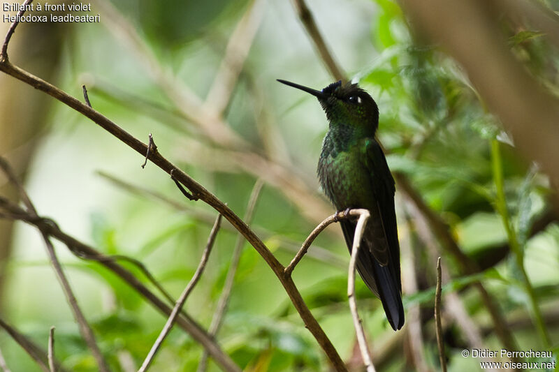 Violet-fronted Brilliant male adult