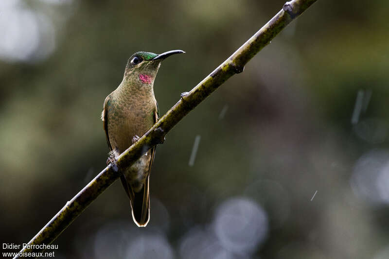 Fawn-breasted Brilliant male adult, identification