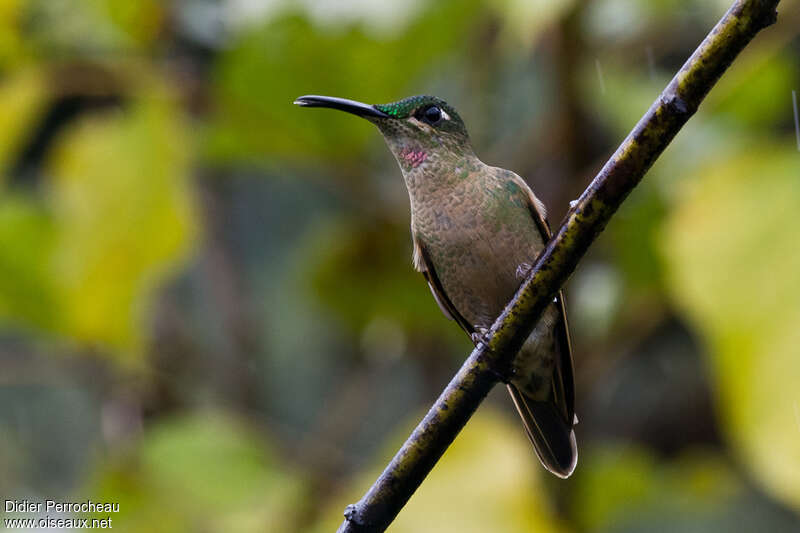 Fawn-breasted Brilliant male adult, identification