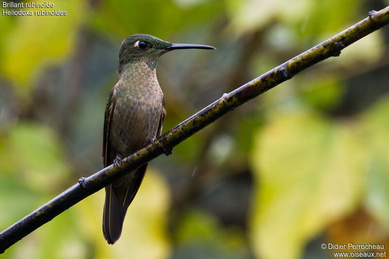 Fawn-breasted Brilliant