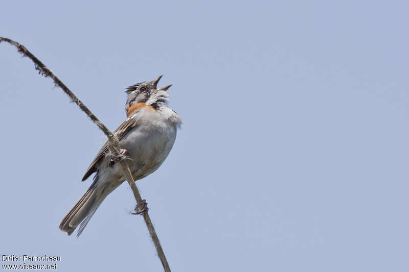 Rufous-collared Sparrowadult, song