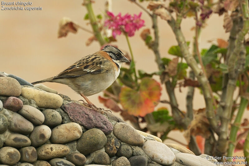 Bruant chingolo, identification