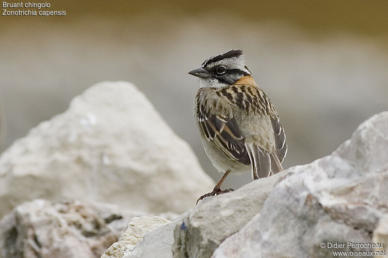 Bruant chingolo, identification