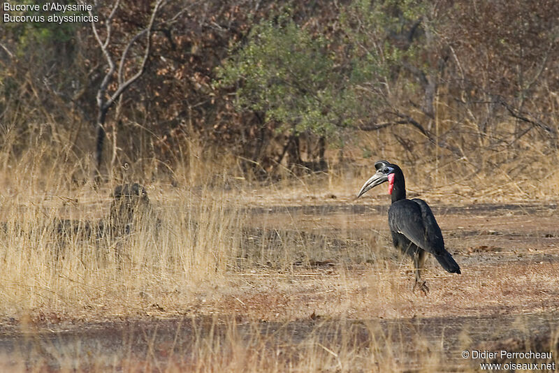 Abyssinian Ground Hornbill male adult