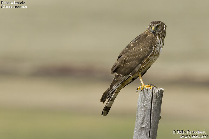 Cinereous Harrier female